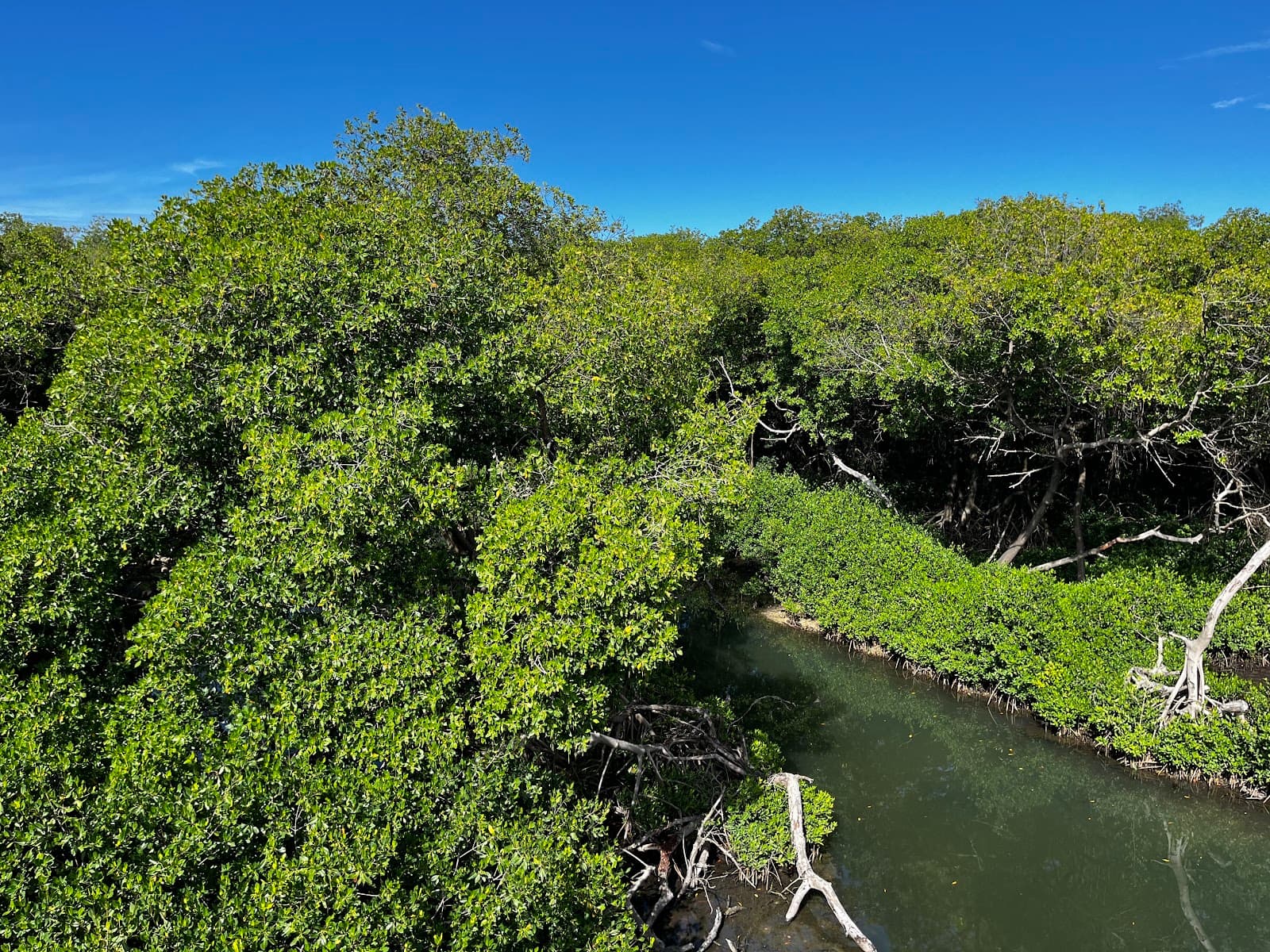 Curaçao Rif Mangrove Park