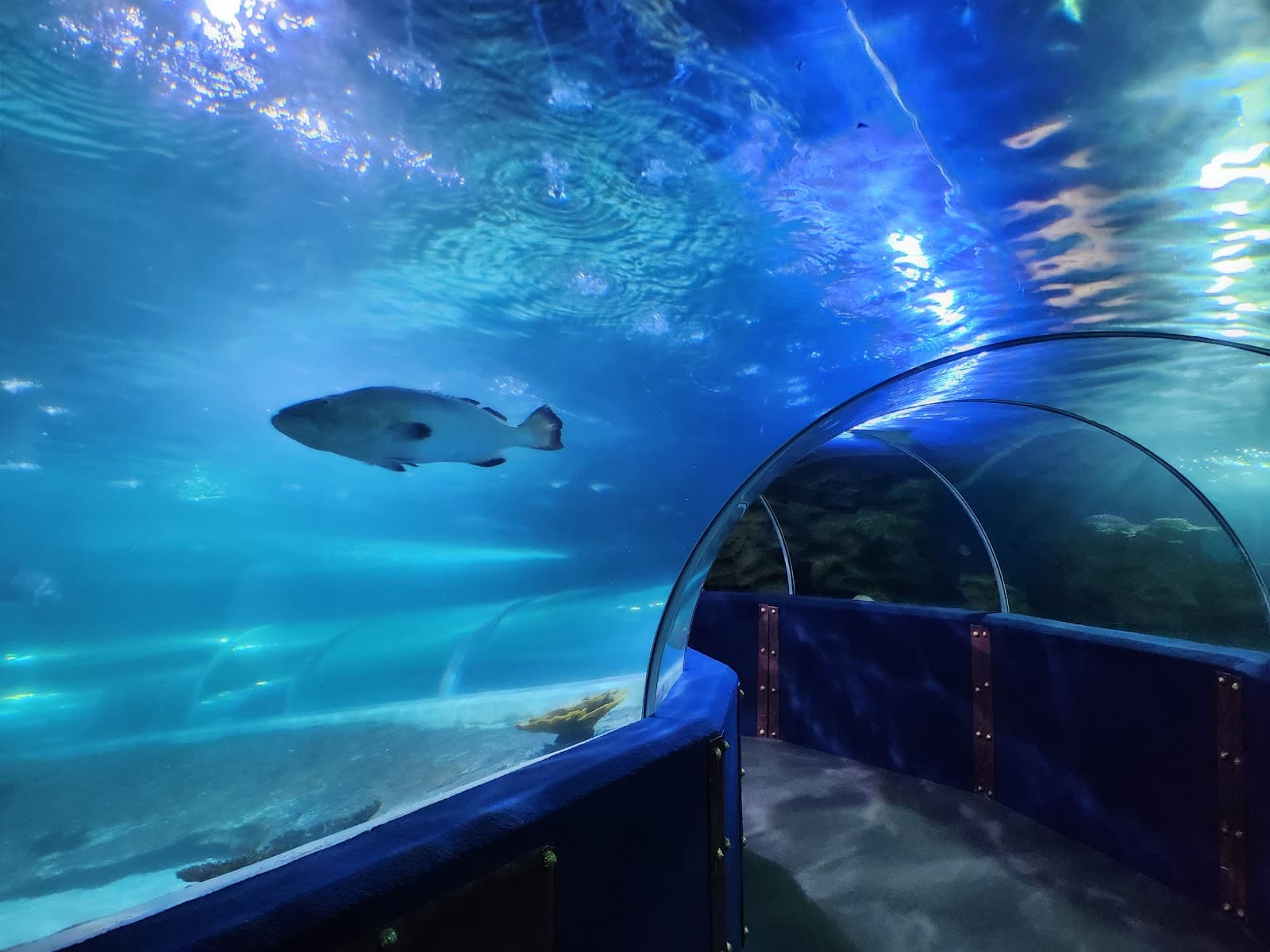Greater Cleveland Aquarium